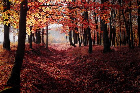 Autum Forest X Ultra Red Fall Forest Hd Wallpaper Pxfuel