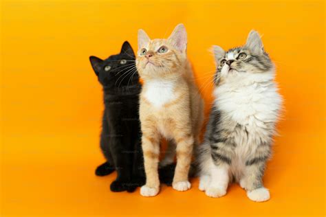 how do cats communicate with each other 8