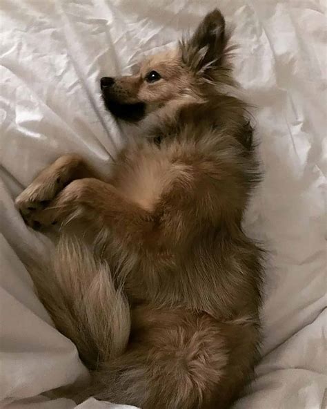 Golden Retriever Pomeranian Mix: Double Cuteness Attack