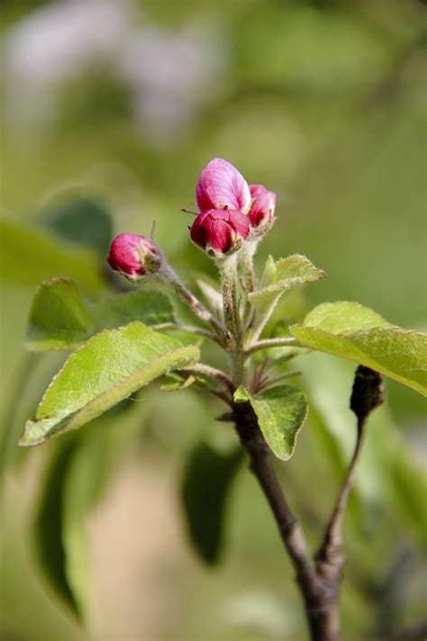 Apple Tree Blooms Flowers Free Photo On Pixabay Pixabay