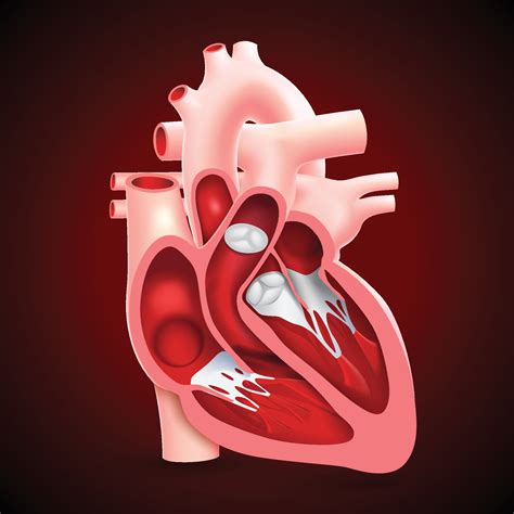 Cross Section Of The Human Heart Showing The Internal Heart Valves