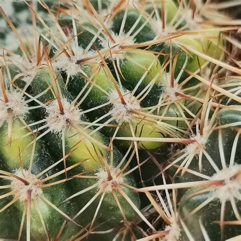 Notocactus Mammulosus F Variegata Cm Cactaceae Giromagi