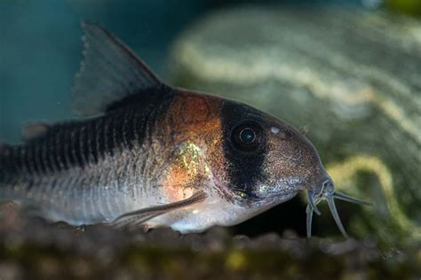 pangasius fish fishing chronicle