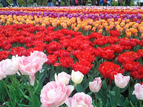 Dutch Flower Festival 2019 | Best Flower Site