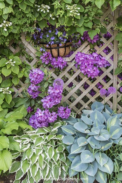 Hosta Companion Plants What To Plant With Hostas Gardening From