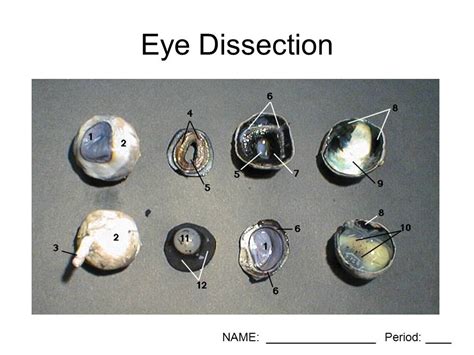 Sheep Eye Diagram Quizlet