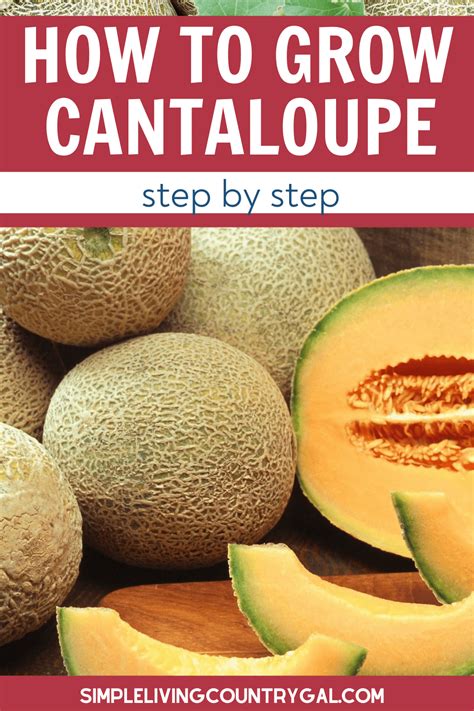 How To Grow Cantaloupe For Beginners Simple Living Country Gal