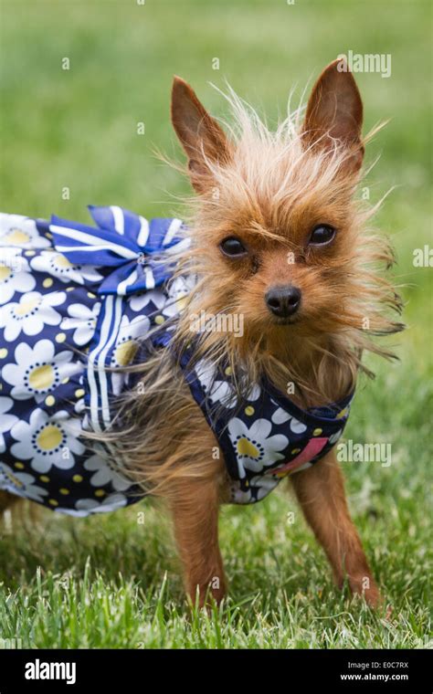 Chihuahua Yorkie Mix Hi Res Stock Photography And Images Alamy