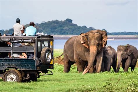 Go Wild Double Safari Day Trip Yala Udawalawe Private All