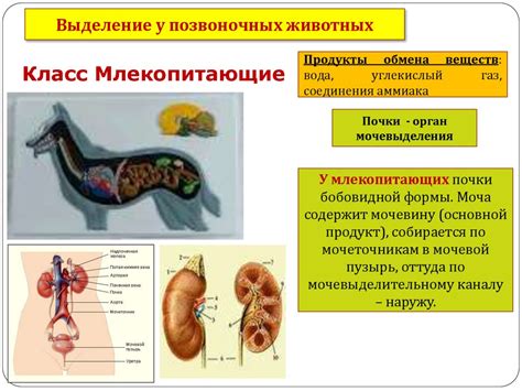 Выделение у организмов. 10 класс - презентация онлайн