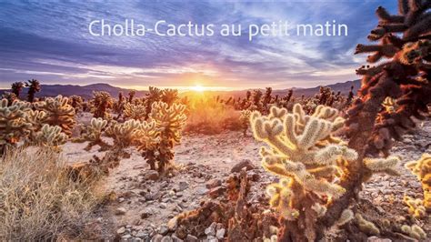 Comment Photographier Un Lever De Soleil Sur Cholla Cactus Et Joshua