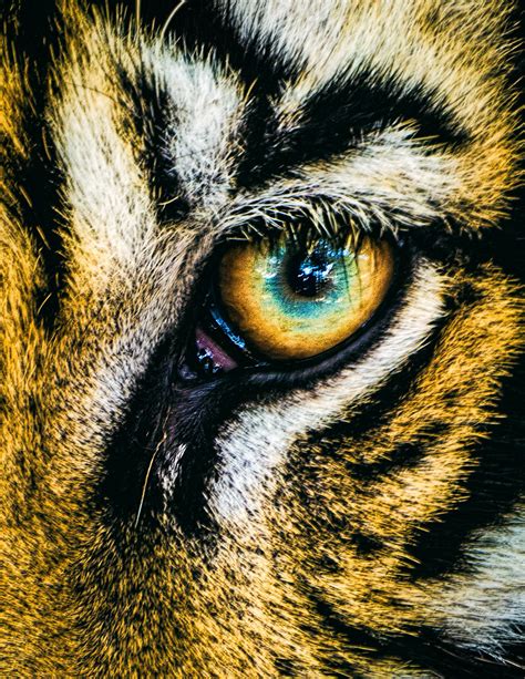 Tiger Eyes Photography