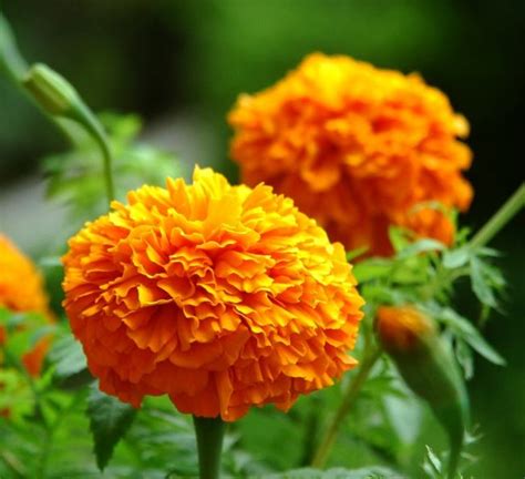 Marigold Extract Lutein ，marigold Flower Extract Manufacturer