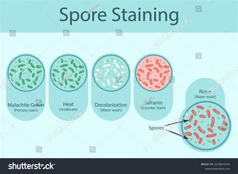 Spore Staining Technique Steps Diagram Using Stock Vector Royalty Free