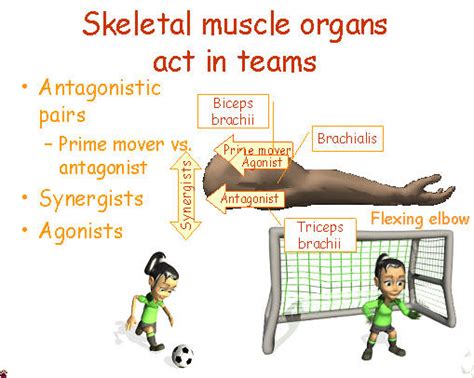 muscle