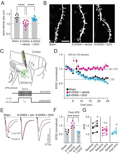 Pdf Non Apoptotic Caspase Activation Mediates Early Synaptic