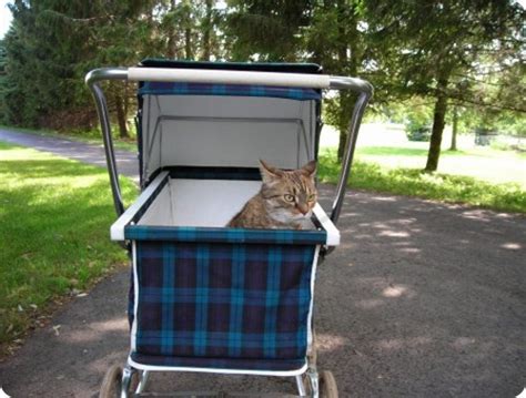 Кошки и собаки в колясках – ZooPicture.ru