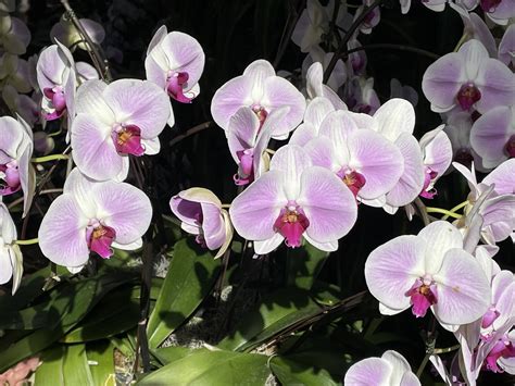 Every Goddamn Day 09 14 25 Orchids Like Sex Dolls For Bees