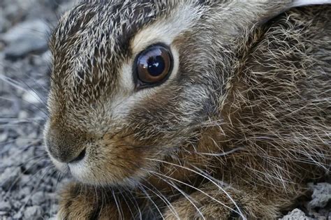 5 Most Common Rabbit Eye Colors (And 1 Extremely Rare Color)