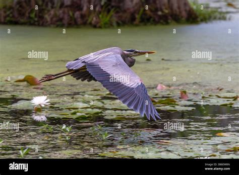 flying heron  blue  res stock photography  images alamy