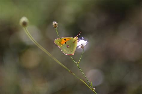 Mariposa Amarillo Insecto Foto Gratis En Pixabay Pixabay