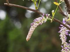 Wisteria Buds Dont Open