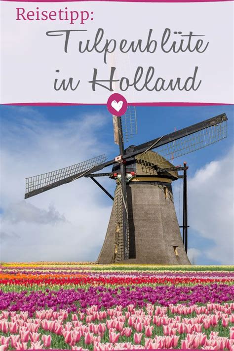 Zur Tulpenblüte nach Holland Urlaub holland Amsterdam reise Holland