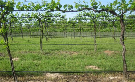 HC Trellis Design 6ft Spacing | Virtual Viticulture Academy