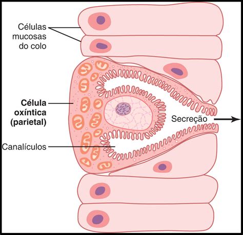 Células Principais Do Estômago - 5