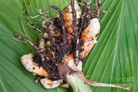 Harvested Curcuma Longa Rhizome Photograph By Inga Spence Pixels