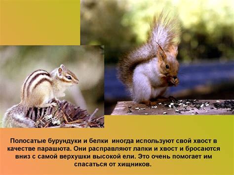 Животные и их хвосты - презентация онлайн