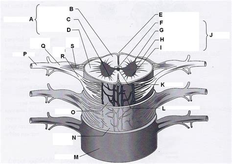 Spinal Cord Diagram Quizlet