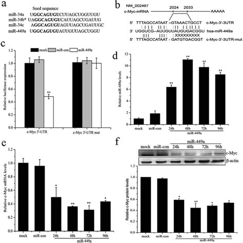 Knockdown Of C Myc Sensitizes Lncap Cells To Ir A C Myc Mrna