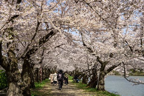 【ソメイヨシノが本日満開】弘前公園 園内の桜の様子（2023年4月13日） 弘前さくらまつり Hirosaki Cherry