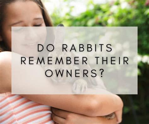 Do Rabbits Remember Their Owners The Science Behind