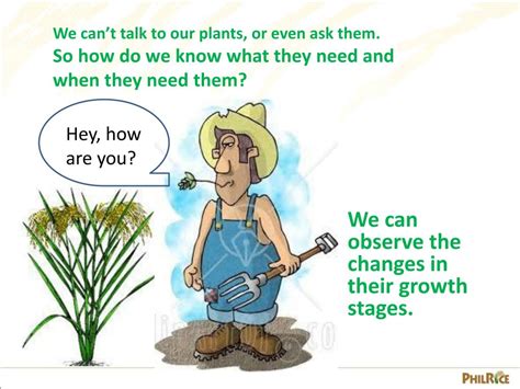 Ppt Growth Stages Of The Rice Plant Powerpoint Presentation Free