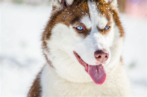Red Husky With Blue Eyes