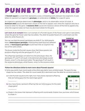 Pea Plant Punnett Squares Worksheet Answer Key