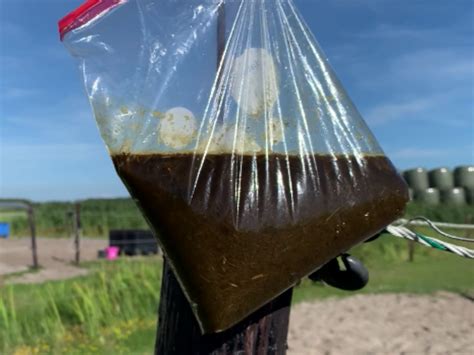 Test De Mest Van Jouw Paard Op Zand Zo Doe Je Dat Het Best