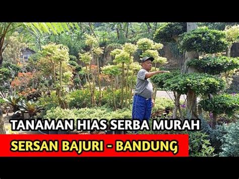 Lapak Tanaman Hias Murah Meriah Di Bandung Kalo Borongan Diskonnya