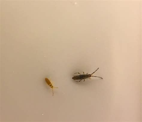 What Are These Tiny Bugs In My Window Sill at Paul Bullock blog