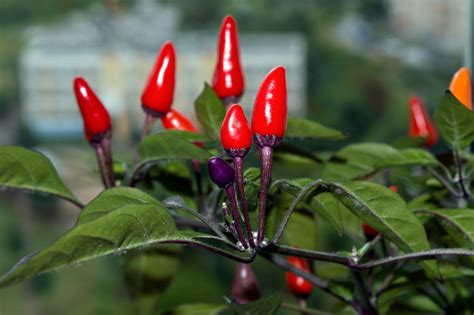 Перец Острый Круглый Фото — Картинки фотографии