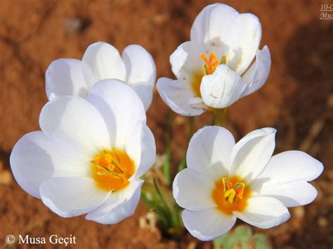 The Country Of Crocuses Crocus Leichtlinii