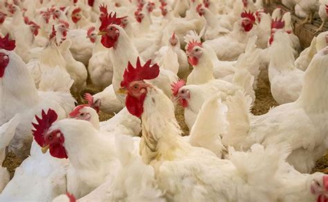 US Farm Culls 1 8 Million Chickens After Bird Flu Outbreak