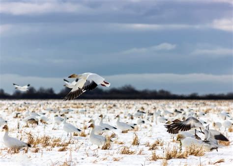 Premium Photo Seagulls Flying In The Sky