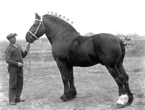 PHAOA – Percheron Horse Association of America's home on the web