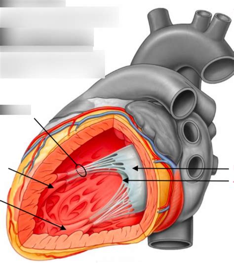 Left Ventricle Diagram Quizlet