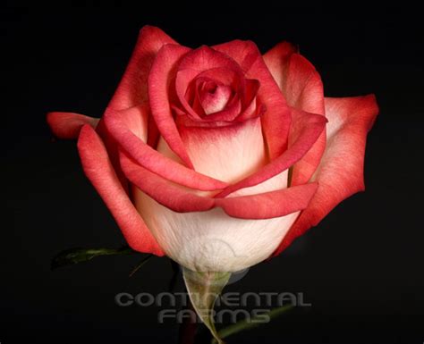 Blush | Continental Farms