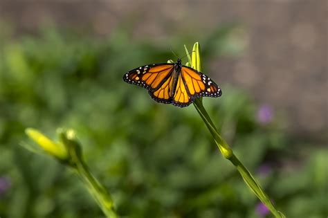 Plain Tiger Butterfly Plant Free Photo On Pixabay Pixabay
