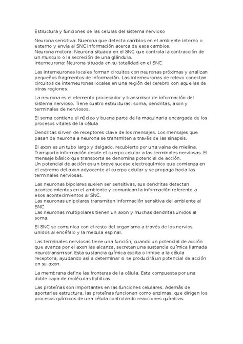 Estructura De La Neurona 5